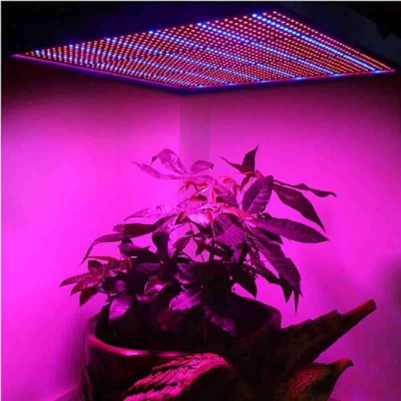 100w 1131red 234blue Led Grow Light Növénytermesztő Lámpa Kerti Üvegházhatású Növénypalánta Fény