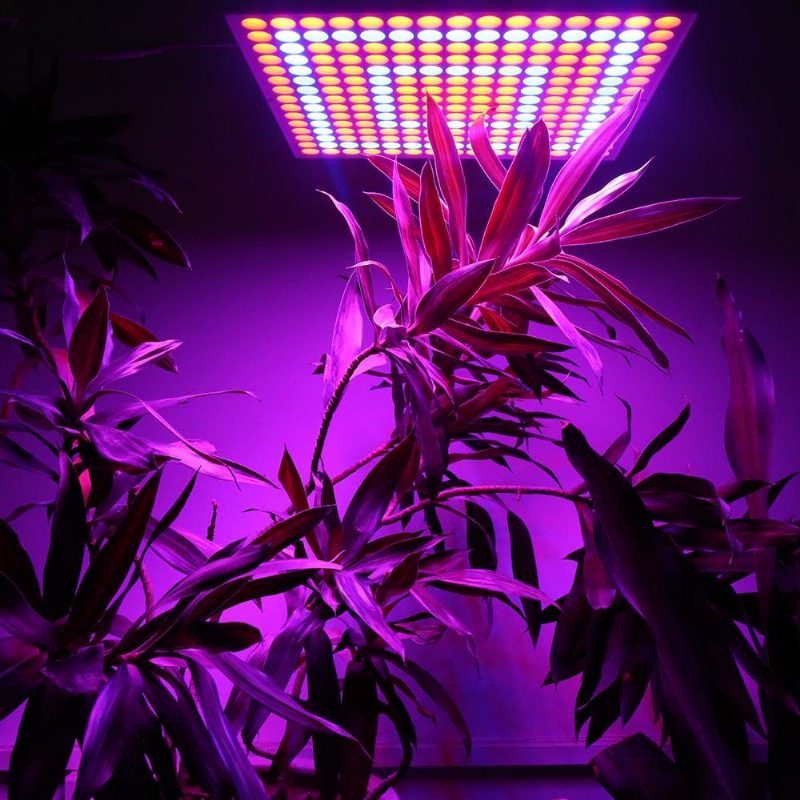 45 W 200 W Reflektor Cup Teljes Spektrumú Led Növekedési Lámpák Grow Tent Box Beltéri Üvegházhoz