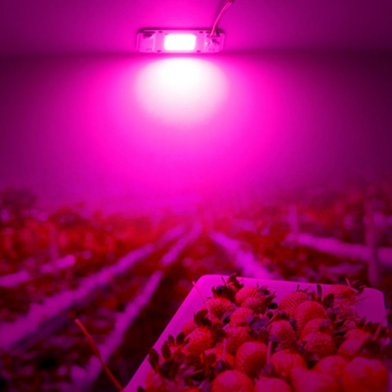 Lustreon 20w 30w 50w Teljes Spektrumú Cob Led Grow Light Chip Barkácsolás Beltéri Növényzetű Hidroponikus Ac220v-hoz